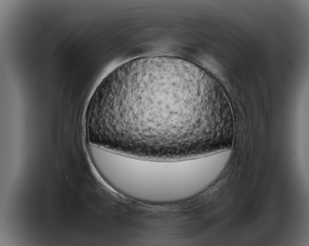 X0000086771479200704130825