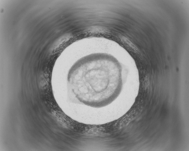 X0000086770824200704131139