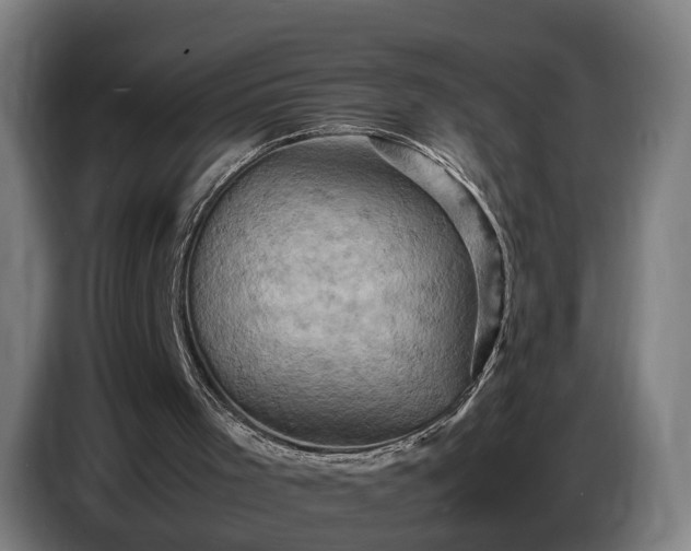 X0000086770001200704201814