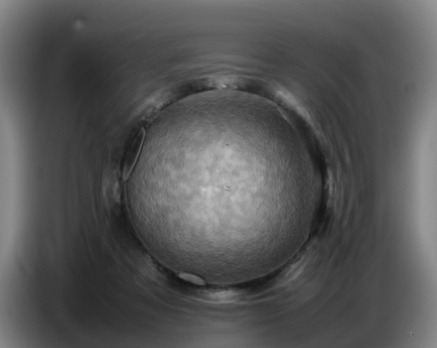 X0000086770313200704201810