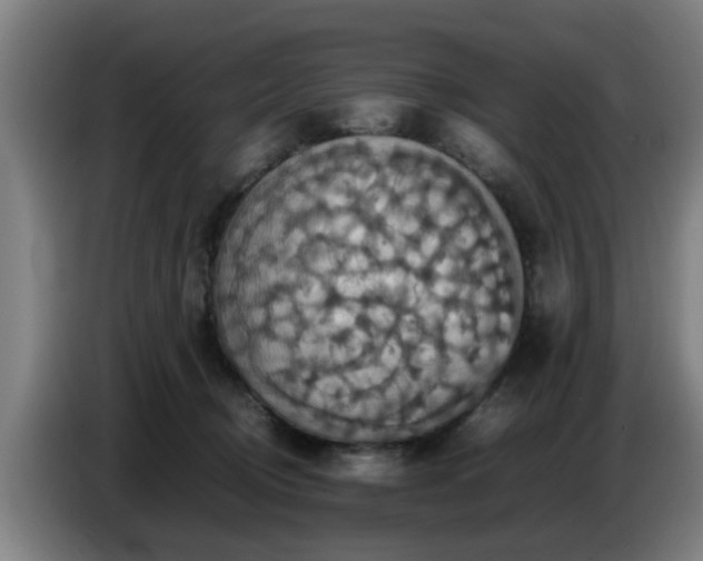 X0000086770370200704201809