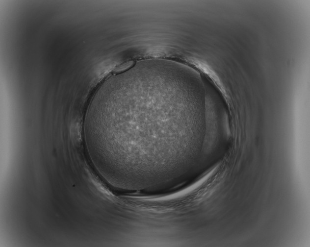 X0000086770393200704201809