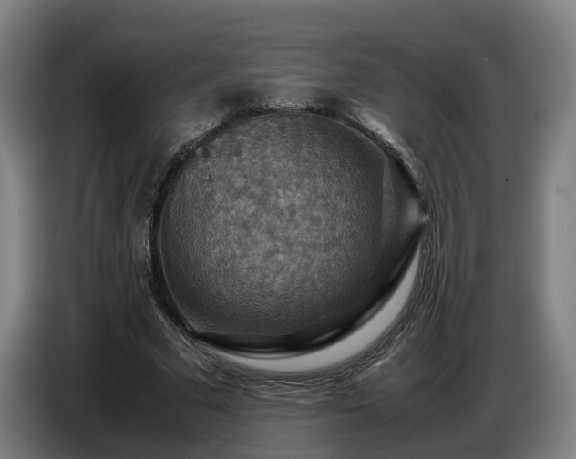 X0000086770681200704201805