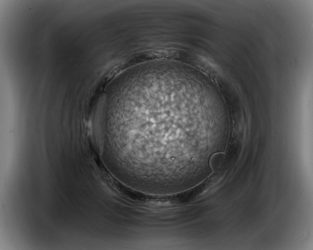 X0000086770749200704201804