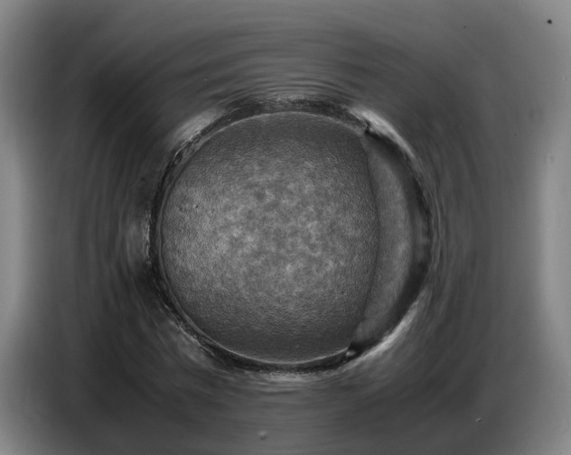 X0000086770777200704201804