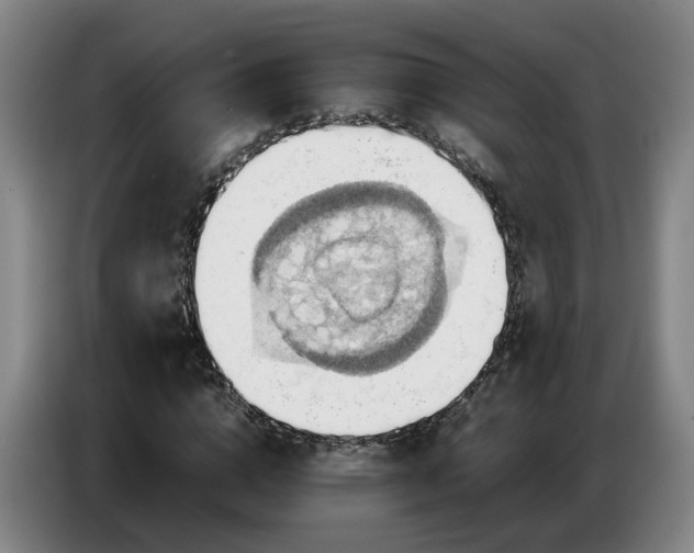 X0000086770824200704201803