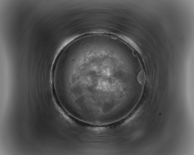 X0000086770839200704201803