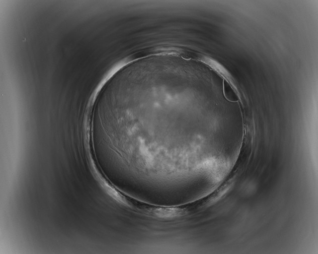 X0000086770859200704201803