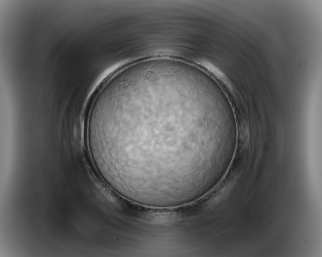 X0000086770886200704201802