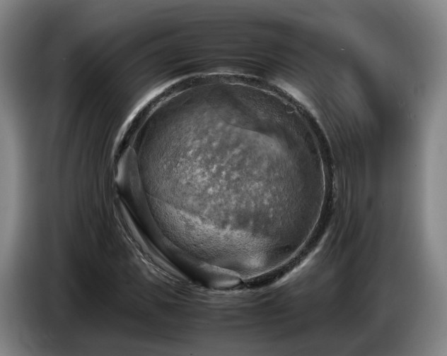 X0000086770925200704201801