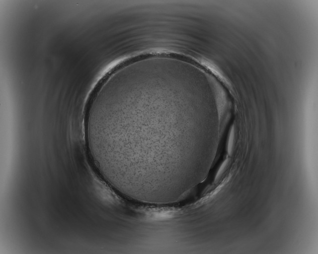 X0000086770934200704201802