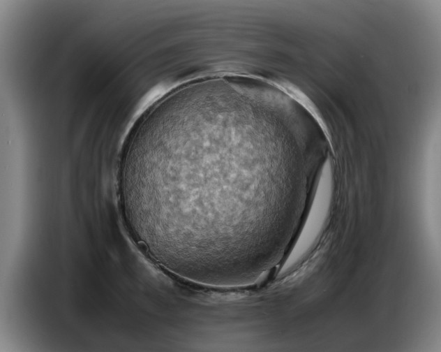 X0000086770997200704201801