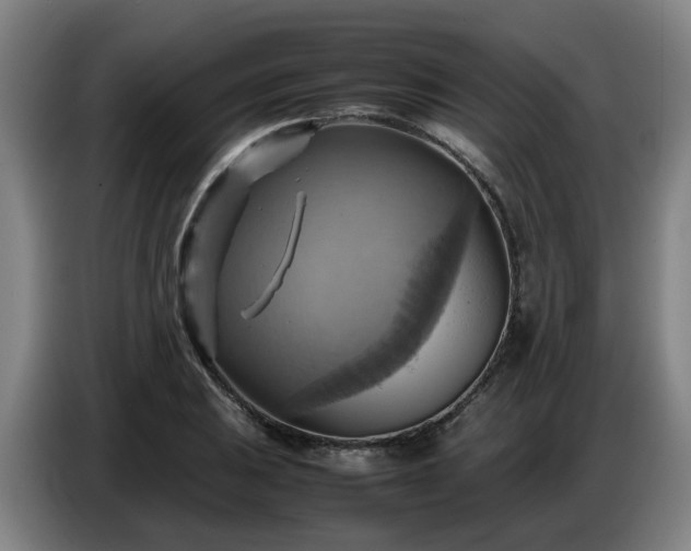 X0000086771031200704201800