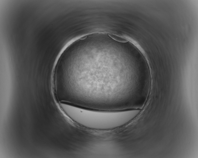 X0000086771056200704201801