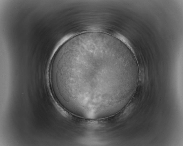 X0000086771098200704201800