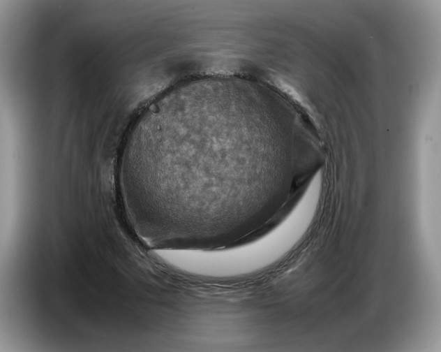 X0000086770681200704271750