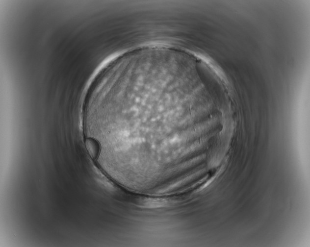 X0000086771232200704271743