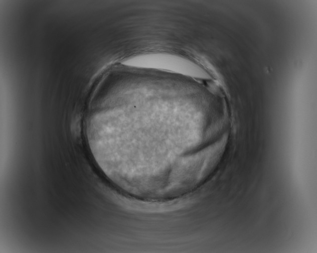 X0000086770010200705041517