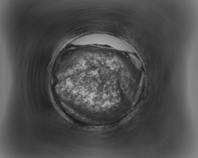 X0000086770049200705041516