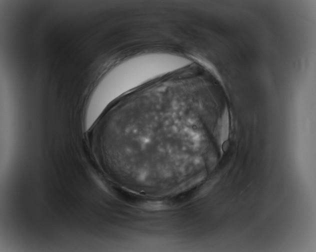 X0000086770061200705041516