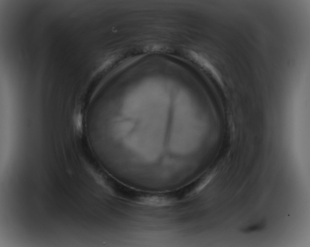 X0000086770067200705041516
