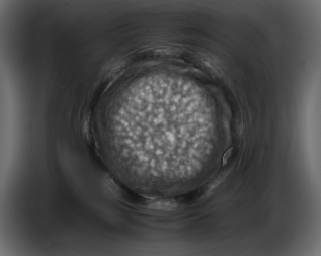 X0000086770185200705041515