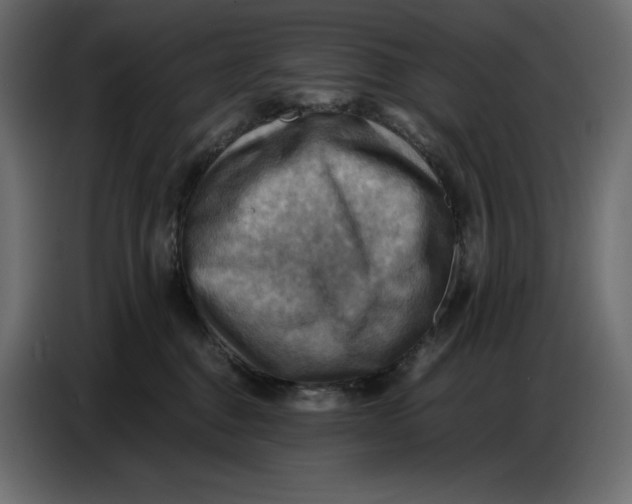 X0000086770376200705041513