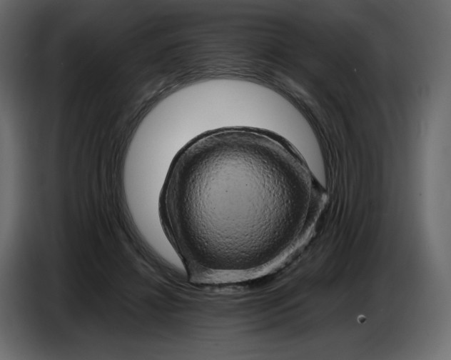 X0000086770452200705041511