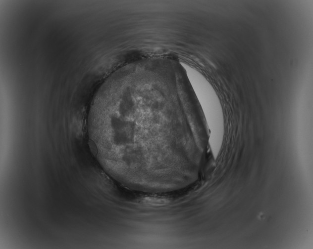 X0000086770515200705041510