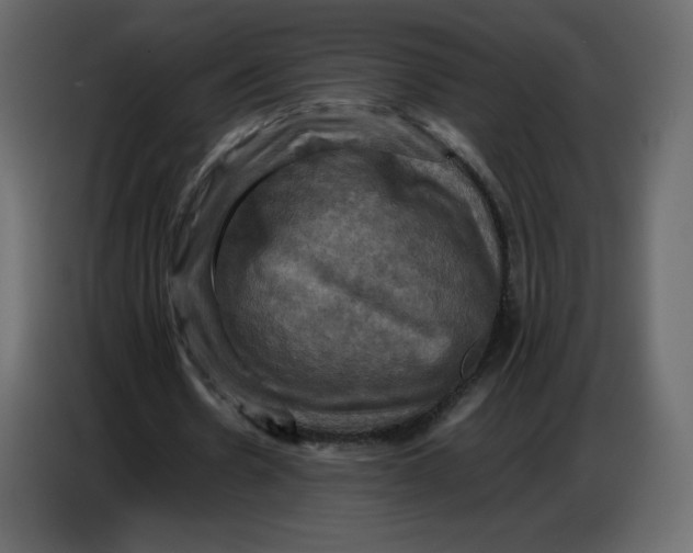 X0000086770530200705041510