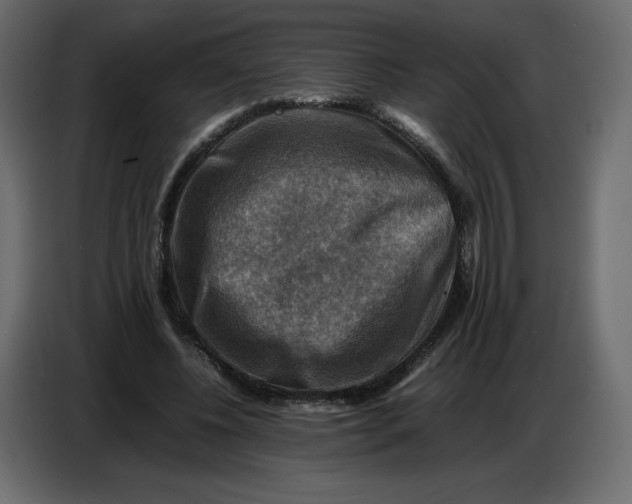 X0000086770540200705041510