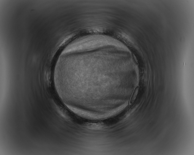 X0000086770548200705041510