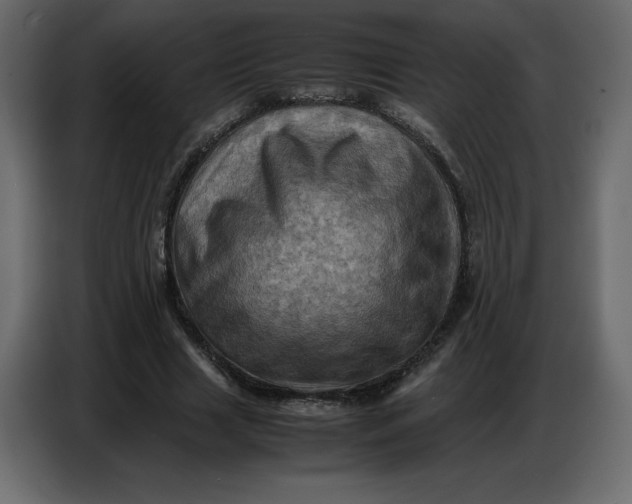 X0000086770633200705041509