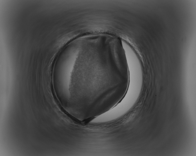X0000086770673200705041508