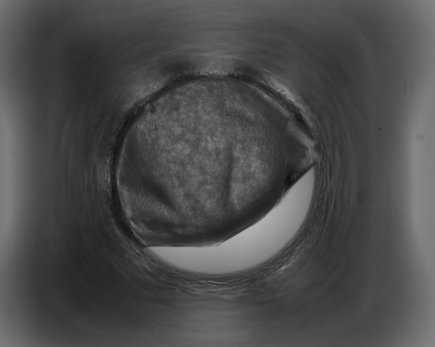 X0000086770681200705041508