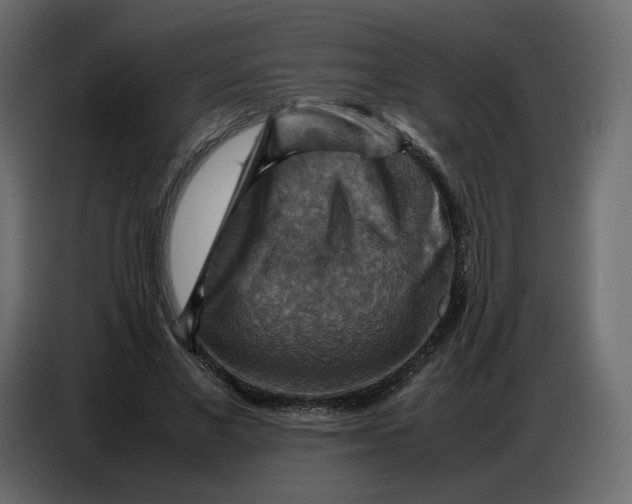 X0000086770685200705041508