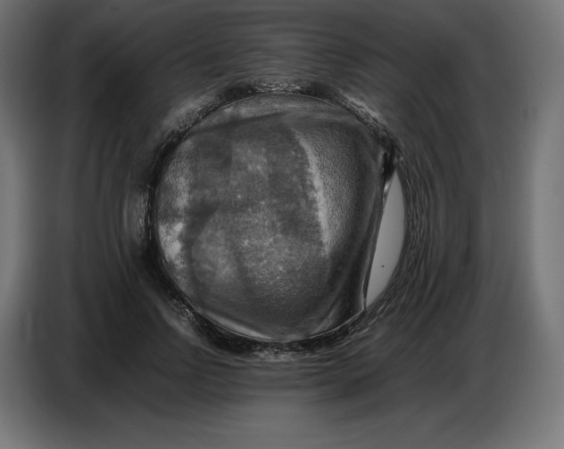 X0000086770742200705041507