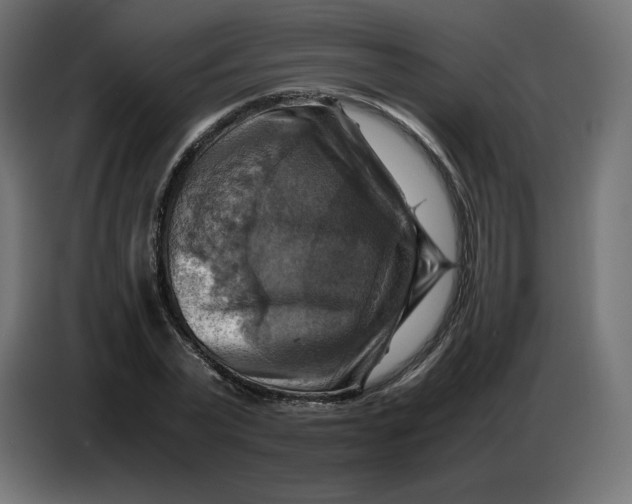 X0000086770783200705041507