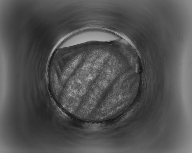 X0000086770791200705041507