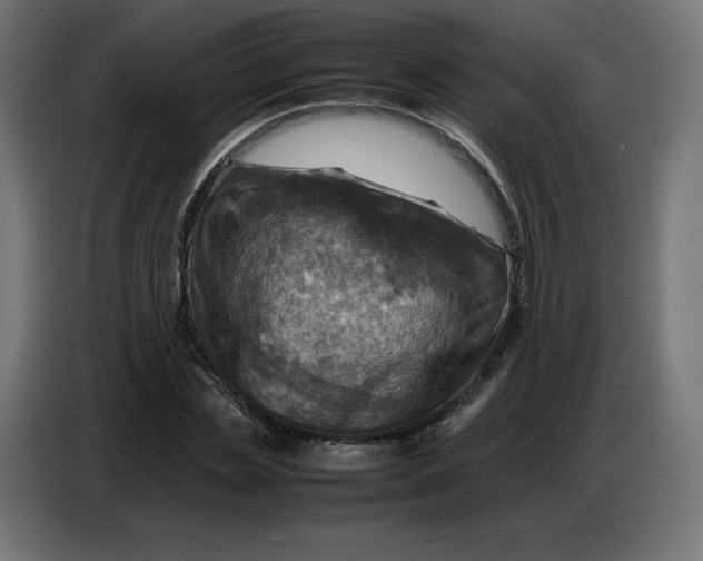 X0000086770829200705041506