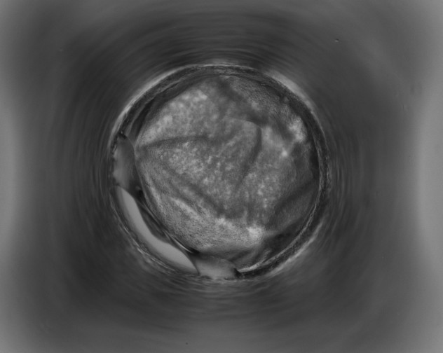 X0000086770925200705041505