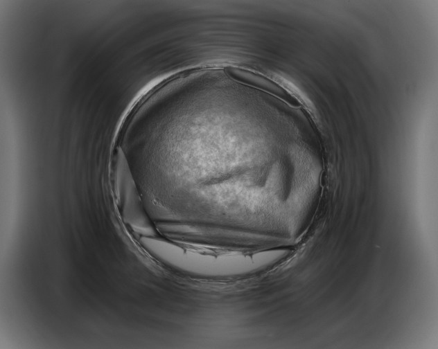 X0000086770948200705041505