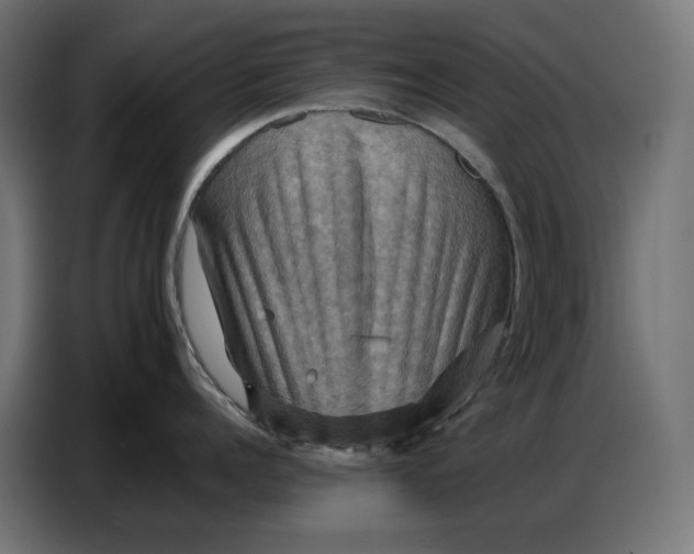 X0000086770960200705041505