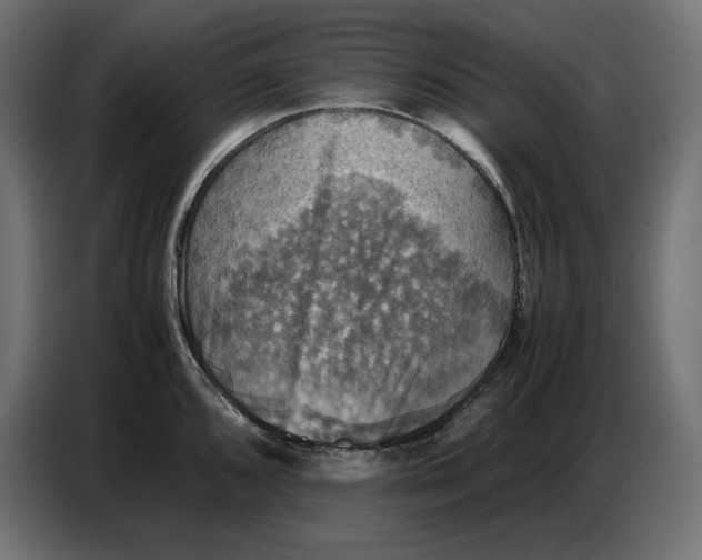 X0000086771096200705041503