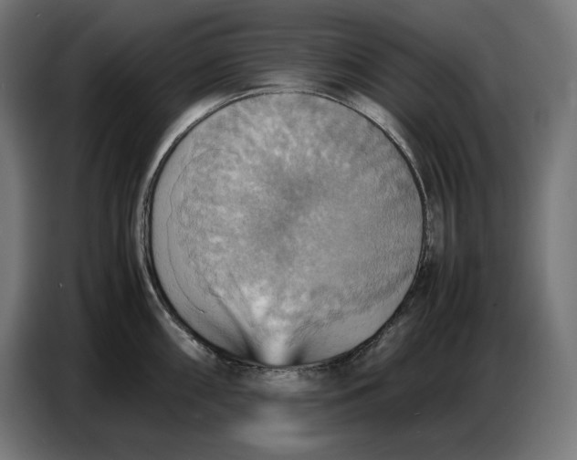 X0000086771098200705041503