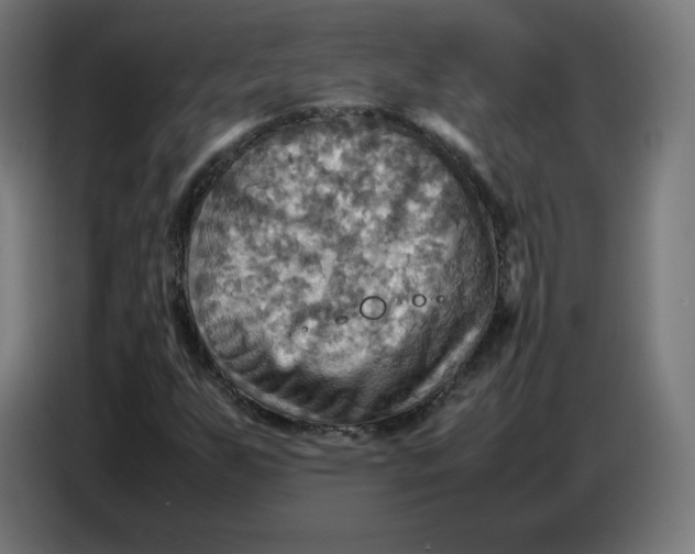 X0000086771255200705041501