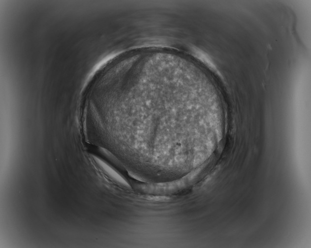 X0000086771312200705041500