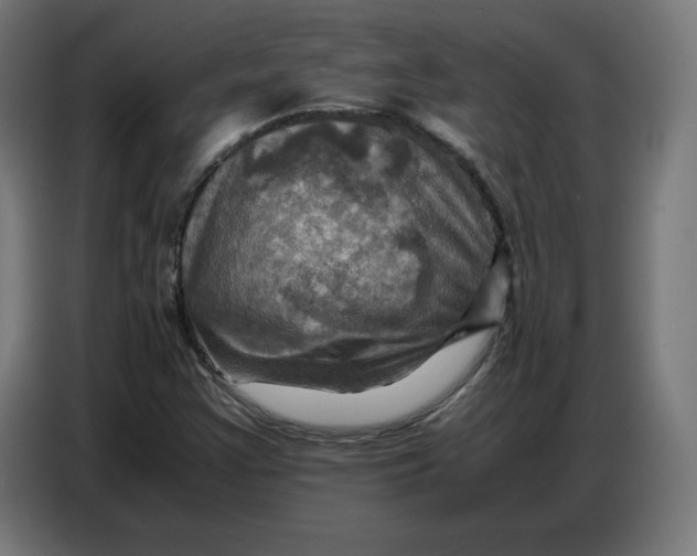 X0000086771355200705041500