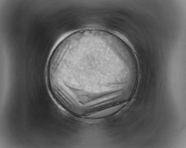 X0000086771440200705041459
