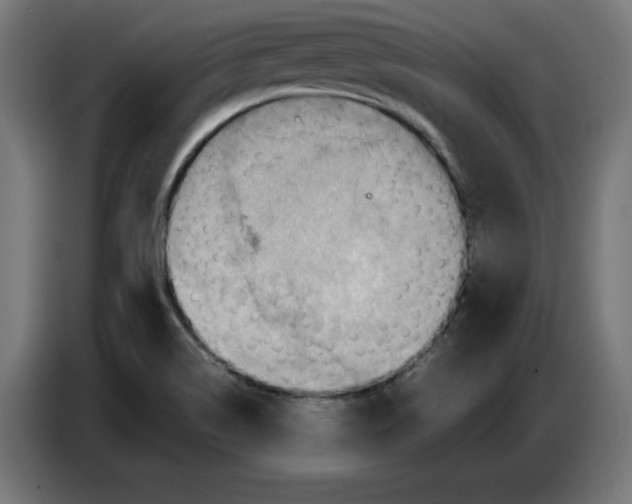 X0000086771514200705041458